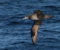 Black-footed Albatross